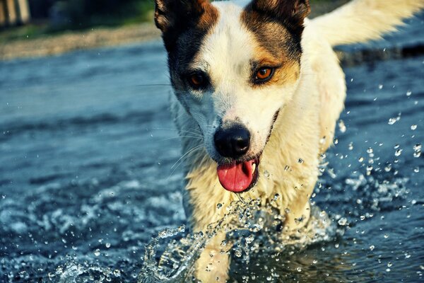 El perro corre sobre el agua, gotas de agua gotean del hocico y la lengua