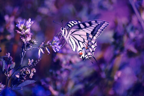 Butterfly on purple flowers in macro photography