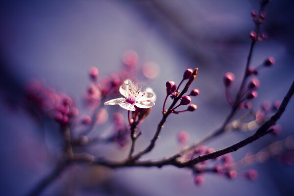 Branches of an unripe cherry with flowers and buds