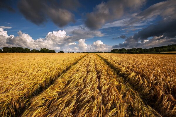 Schöne Landschaft Feld von Ähren