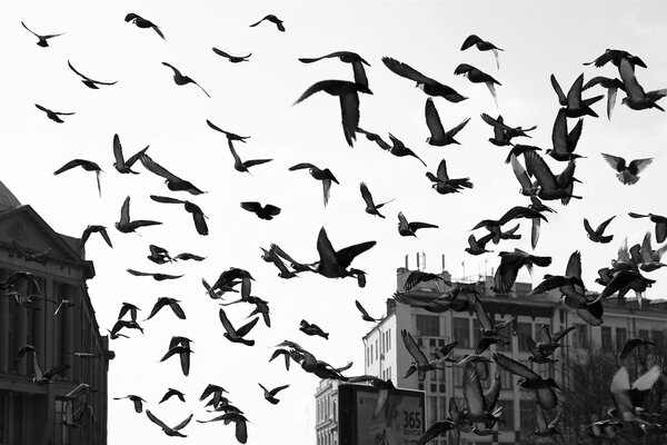 Eine Herde von Vögeln schwebt am Himmel über der Stadt