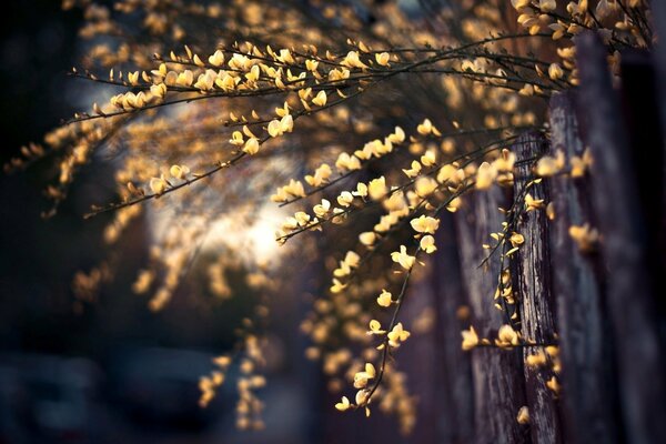 Les feuilles brillent de la lanterne du soir