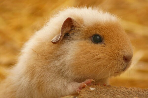 Red cute guinea pig