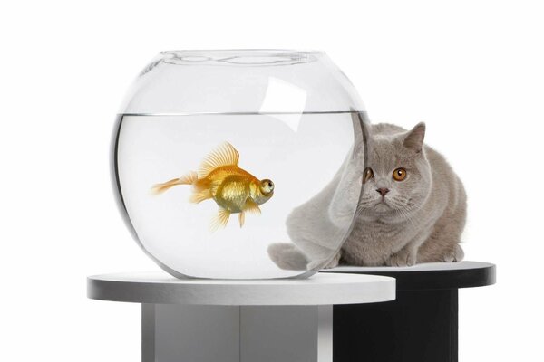 Chat regardant le poisson rouge dans l aquarium