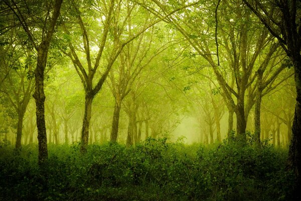 Fascinating nature. Green Forest