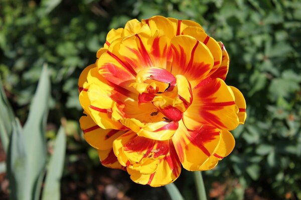 Image of a beautiful yellow peony