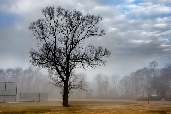 Einsamer Baum im Frühling im Nebel