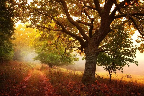 El sendero conduce a un bosque de niebla con un hermoso paisaje