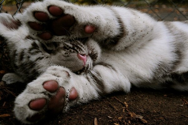 Le dolci zampe di un piccolo cucciolo di tigre