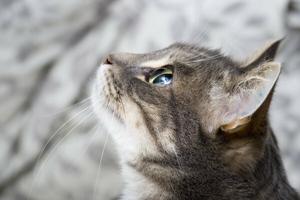 A pleading look. A cat on a blurry background