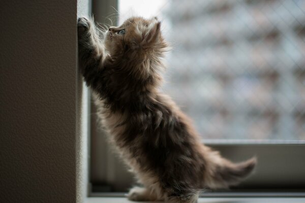 Pequeño gatito jugando en el alféizar de la ventana