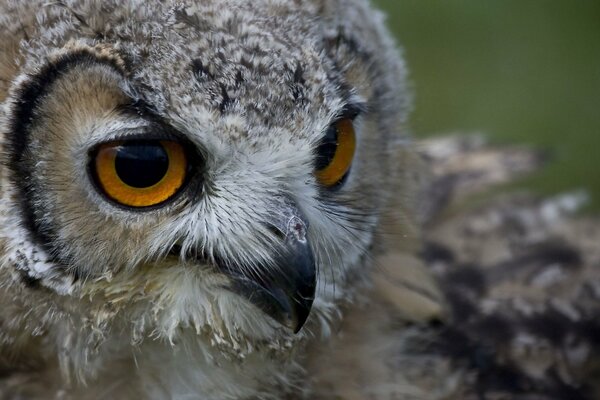 Predatory owl with amber eyes