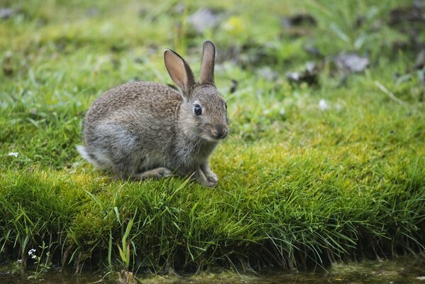 Lièvre gris assis sur l herbe d été