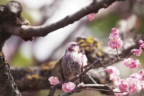 Grauer Vogel mit rosa Wangen auf einem Ast