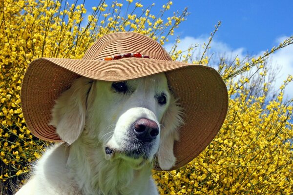 Il cane con il cappello guarda penetrante sullo sfondo della forsizia