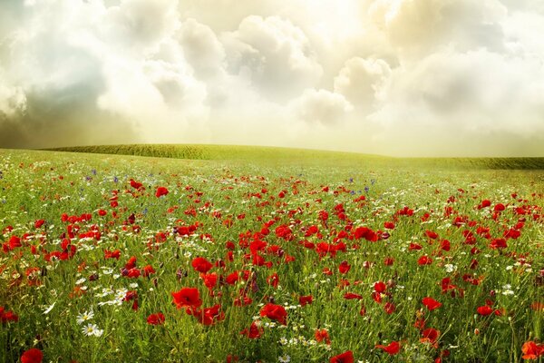 A large field of daisies and poppies