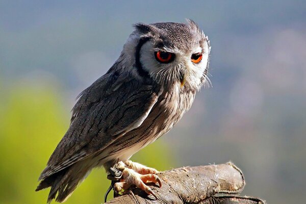 Un hibou aux yeux rouges est assis sur une branche