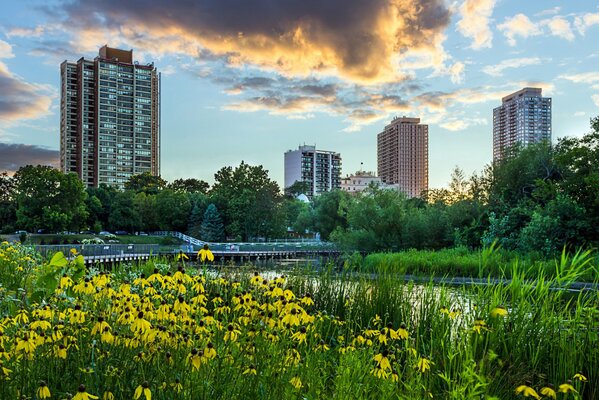 Abendlandschaft des Teiches und der Blumen auf dem Hintergrund der Wolkenkratzer