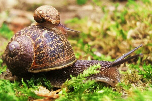 Mama Schnecke mit Baby auf dem Rasen