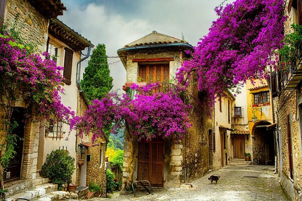 Pintura al óleo de la calle con orquídeas en flor