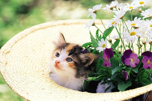 Un gattino gentile si adatta a un cappello di paglia