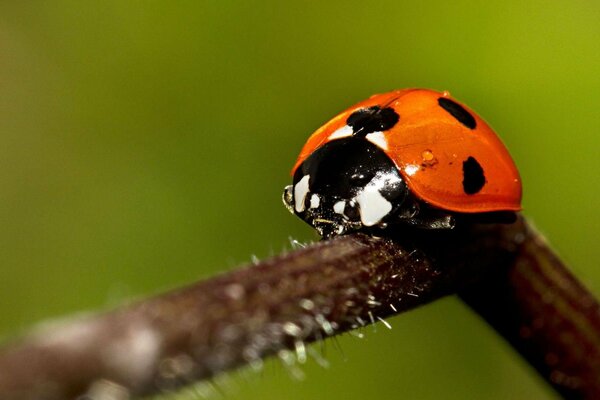 Coccinella su un ramoscello in riprese macro