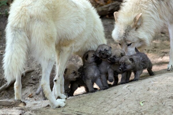 El lobo con la loba y su descendencia