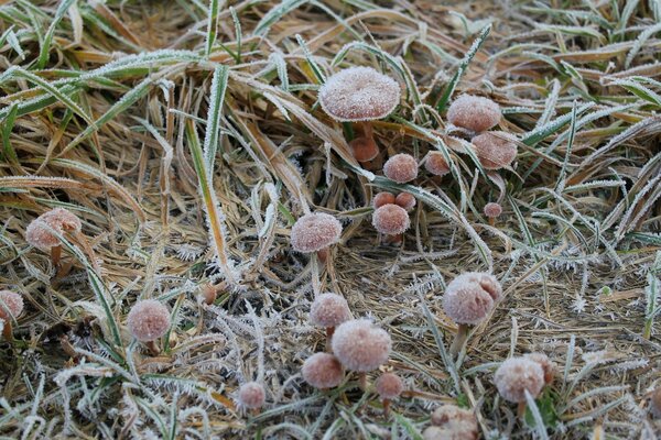 Funghi nell erba con brina