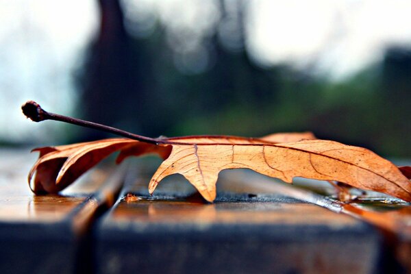 Jaune feuille macro tir