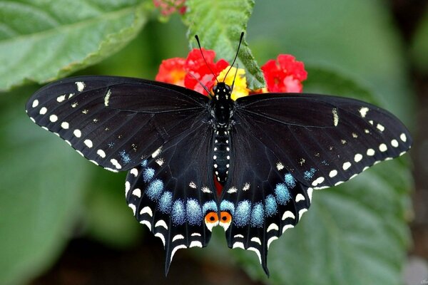 Mariposa negra con bigote largo