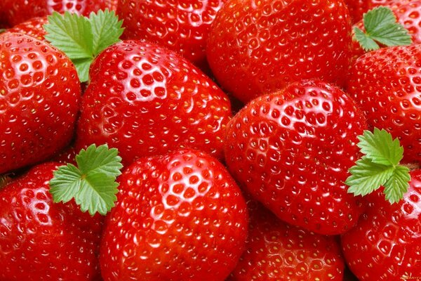 Red strawberries of different sizes