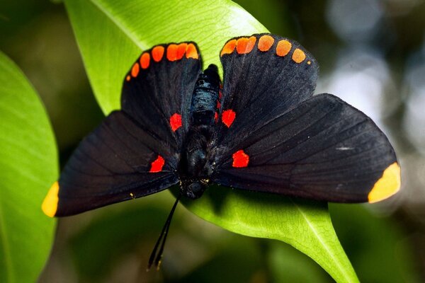 Ein schwarzer Schmetterling sitzt auf einem grünen Blatt