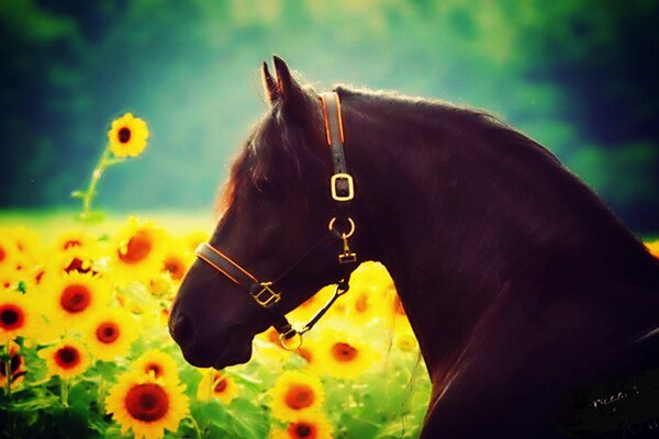 Hermoso caballo en el campo de los girasoles