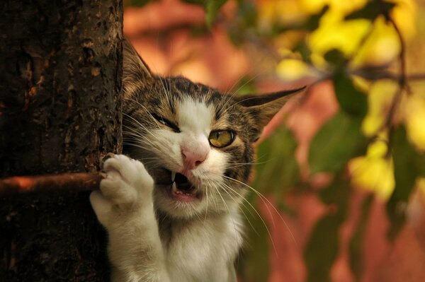 The cat climbed a tree and holds on with its claws