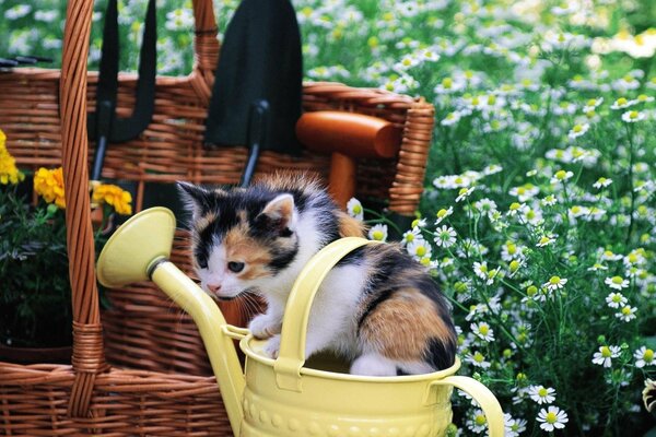 El gatito ayuda a regar el Jardín