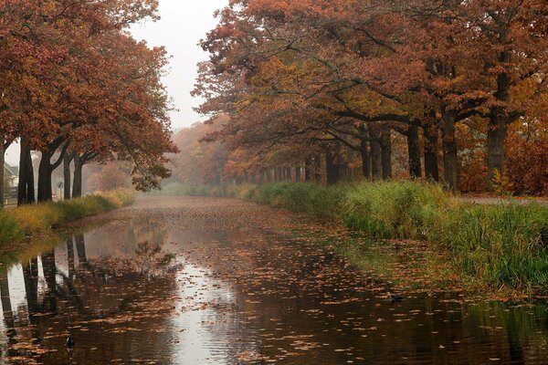 Paesaggio del fiume autunnale con foglie arancioni