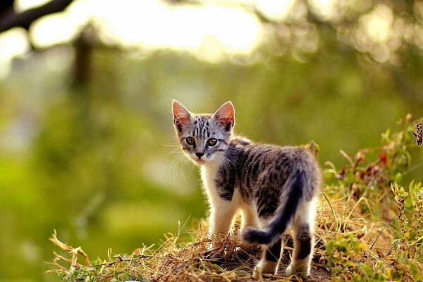 El pequeño gatito en la hierba Mira hacia atrás