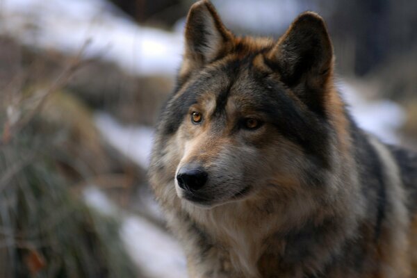 Loup prédateur à la recherche de proies