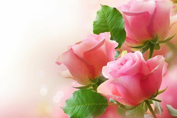 Hermosas rosas Rosadas para chicas