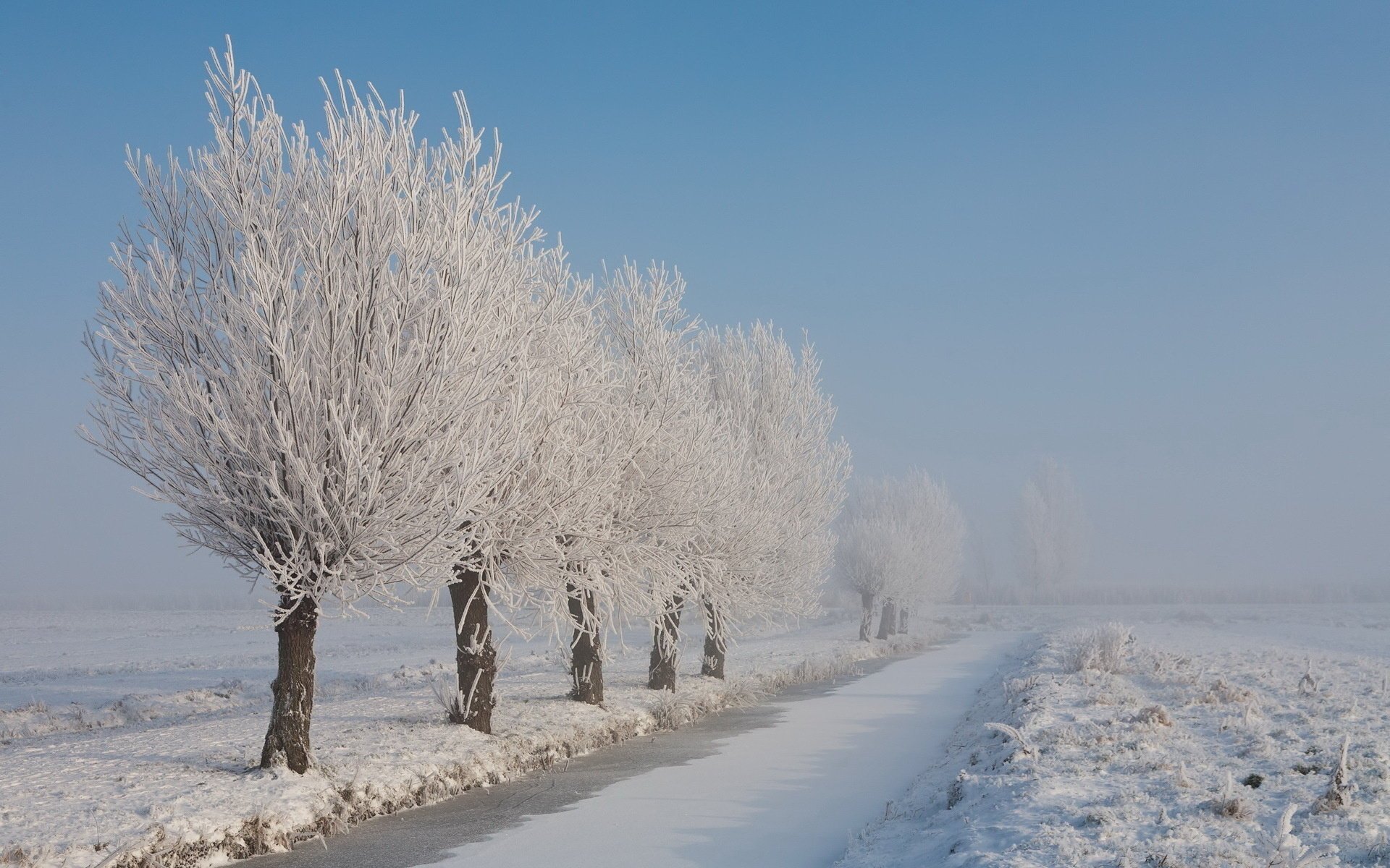 снег деревья природа иней зима