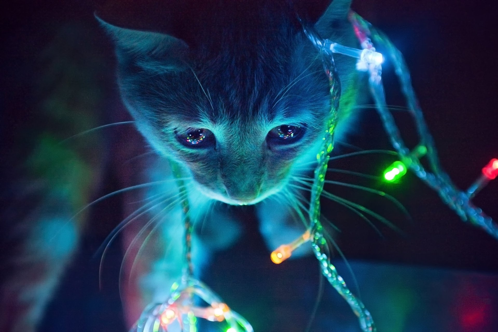 gatito guirnalda luces