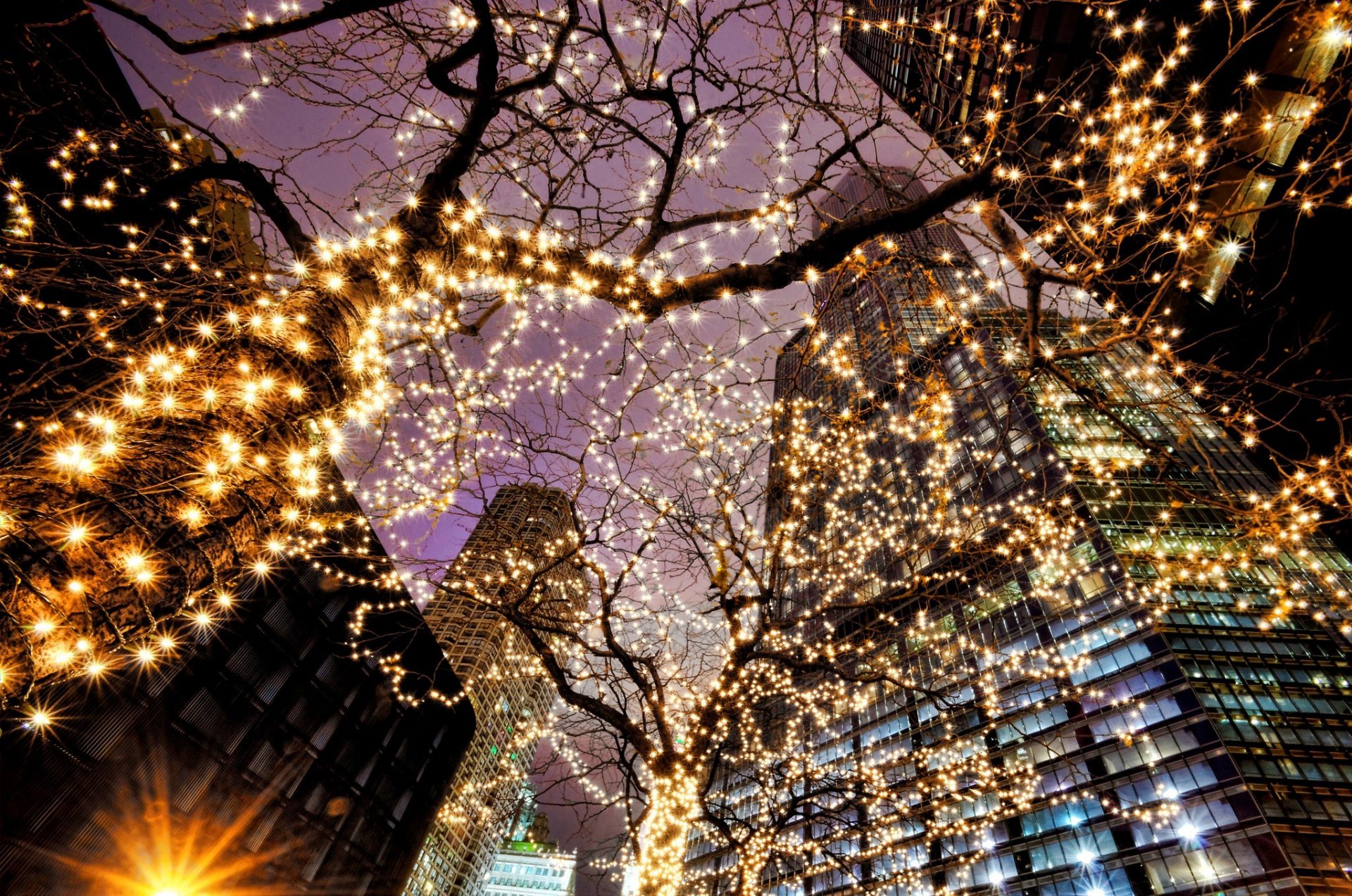 chicago illinois usa city evening trees garlands lights lights skyscrapers lighting buildings illumination