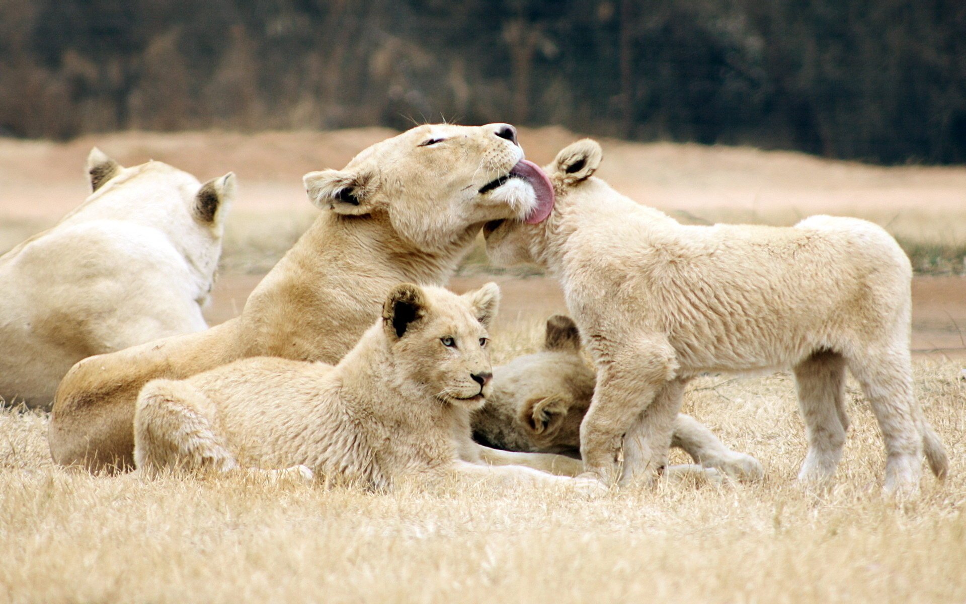 lions lioness the cub