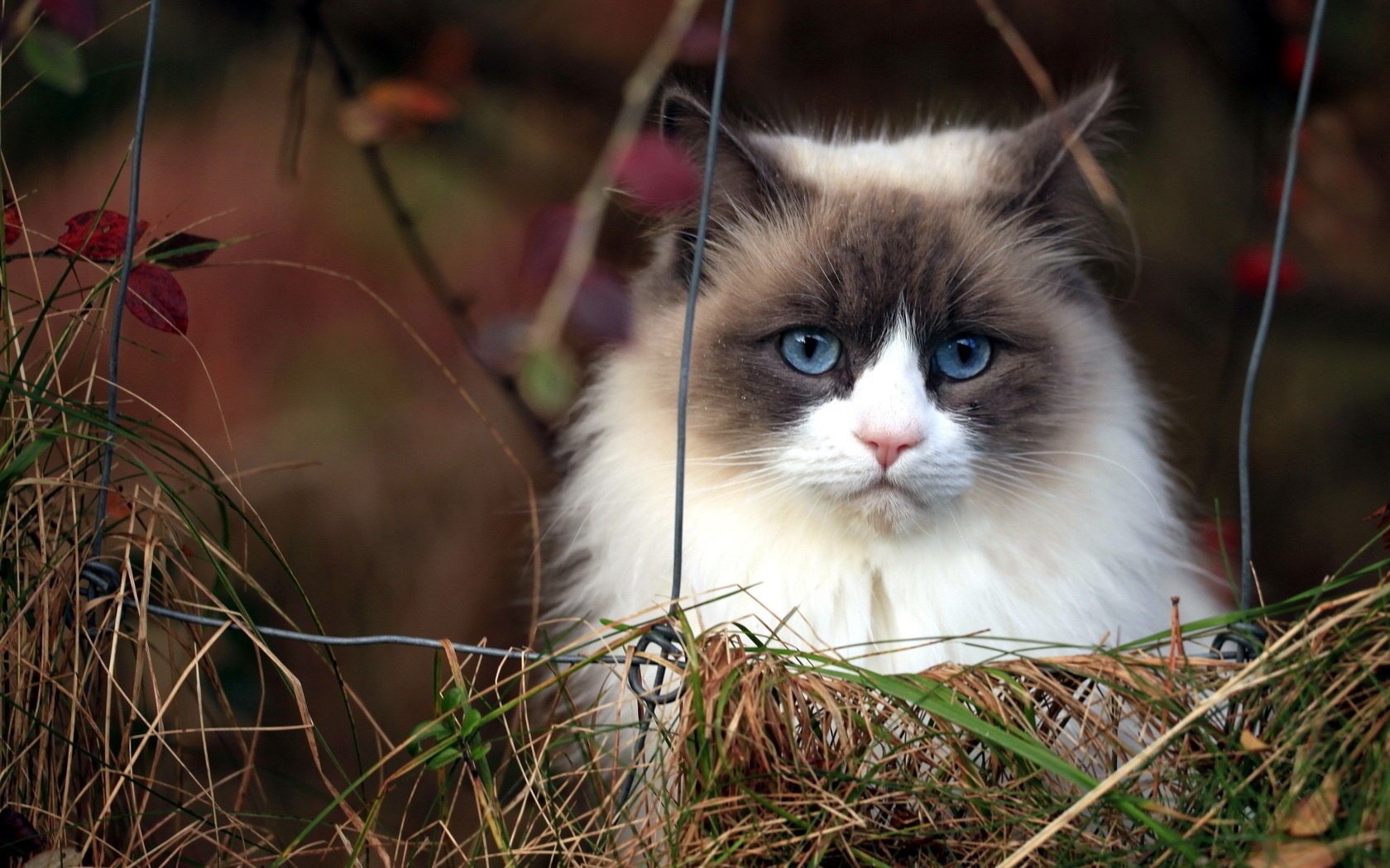 chat clôture fond