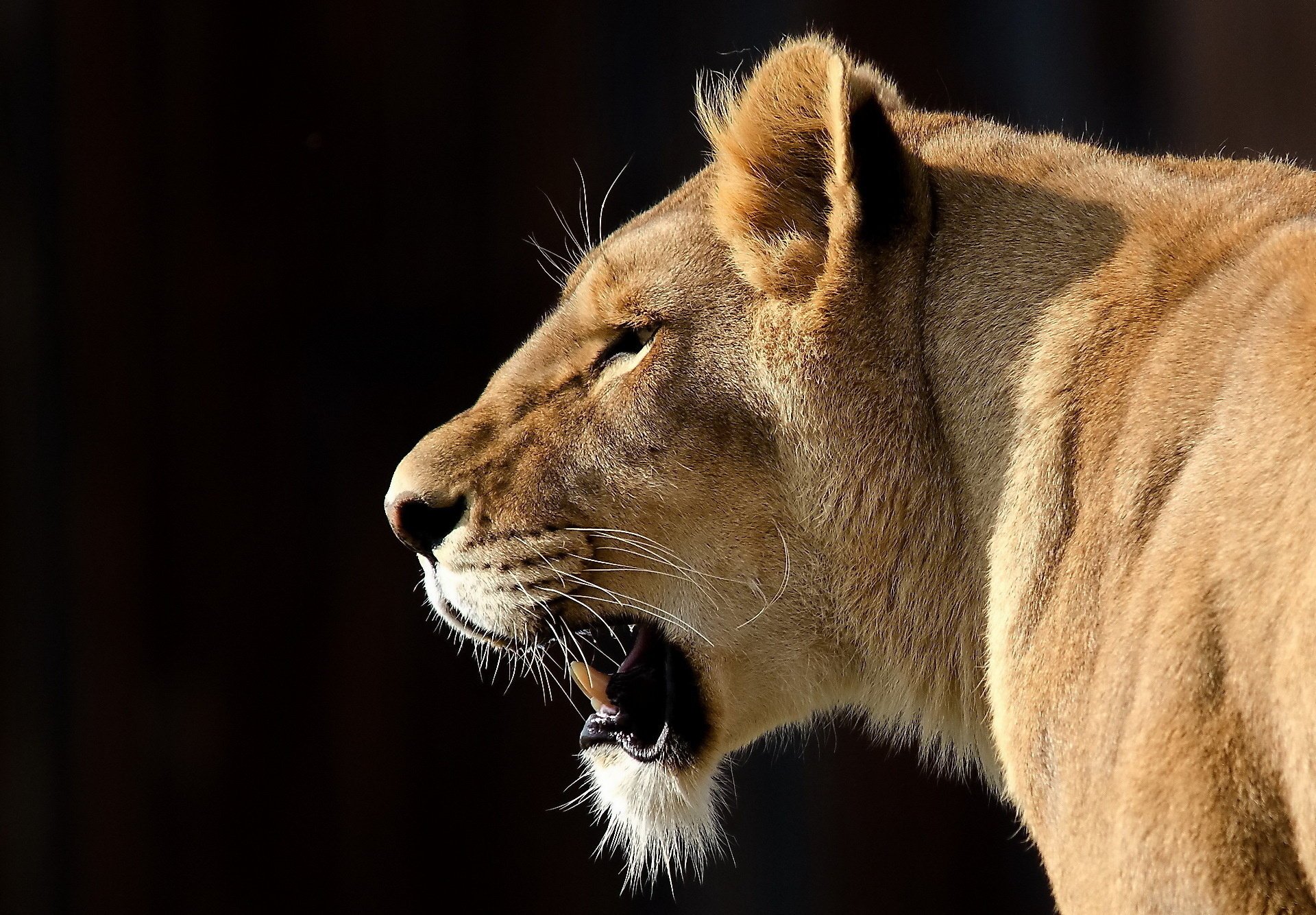 leone muso baffi grande gatto sguardo panthera leo leonessa