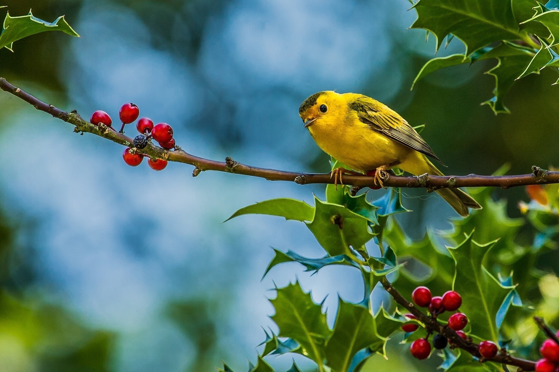 warbler berries bird branch