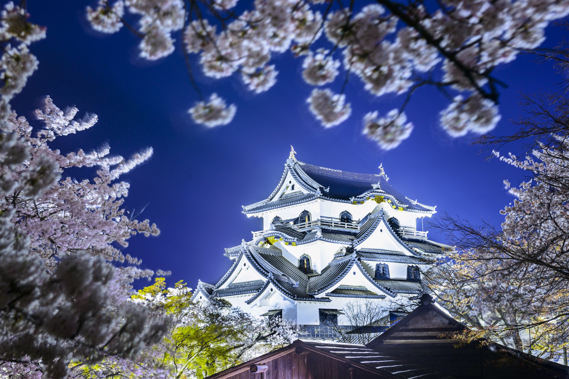 hikone castle hikone japan spring sakura