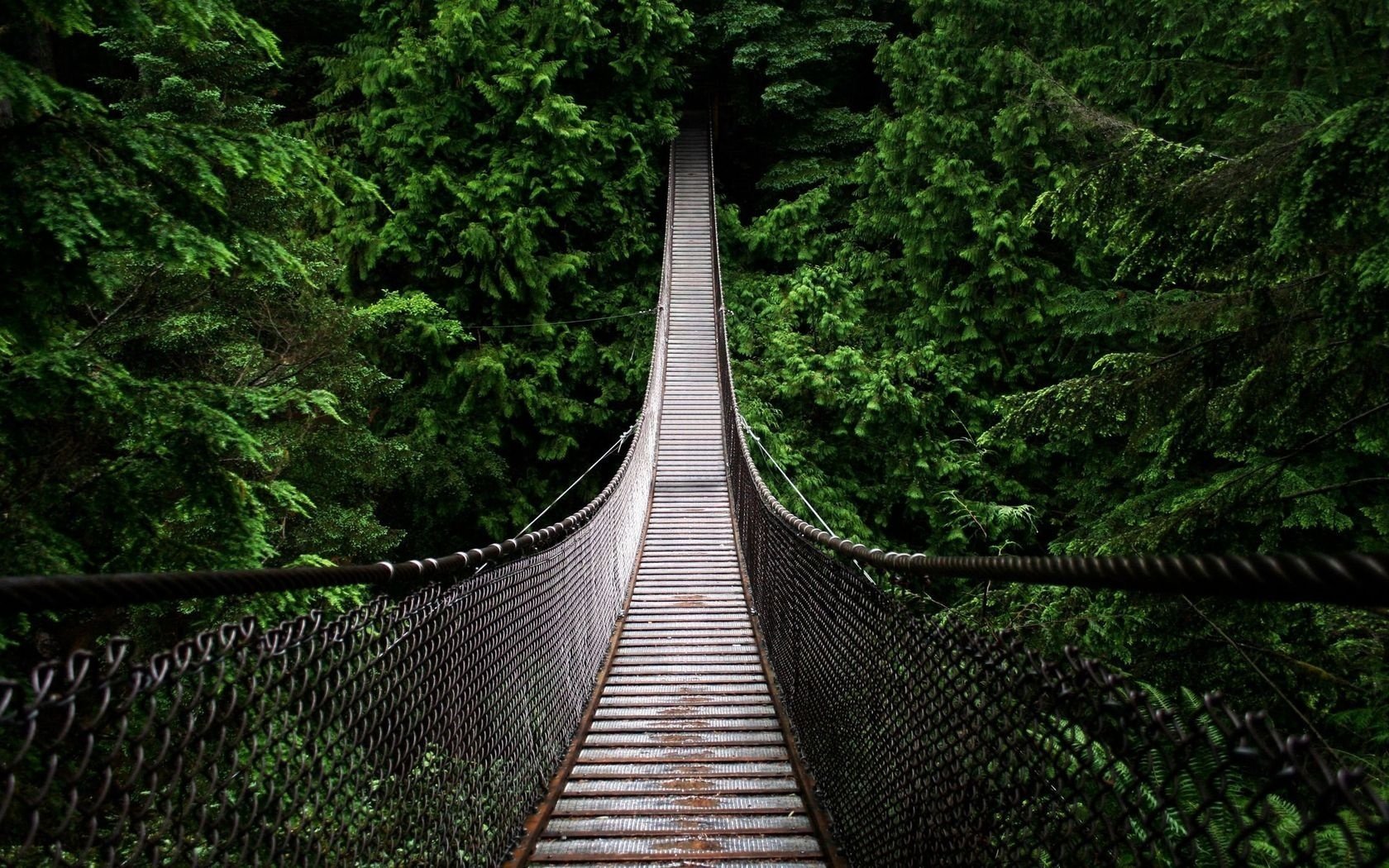 suspendu pont forêt