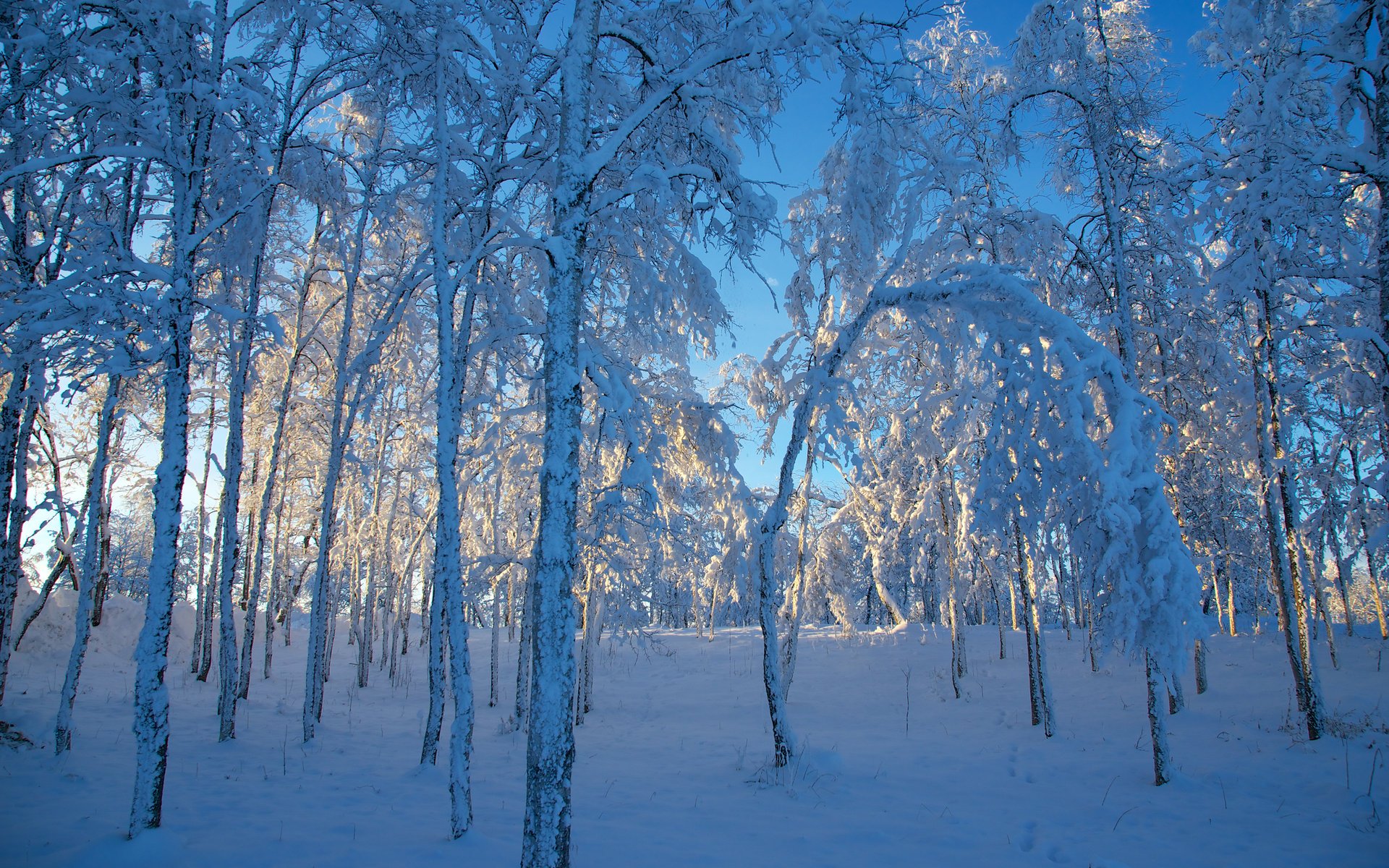 зима sweden снег швеция деревья