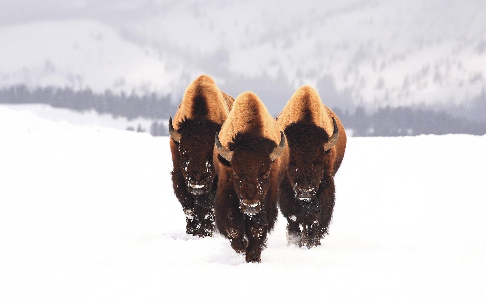 bison snow animals three winter